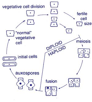 Archivo:Diatom pennate life cycle