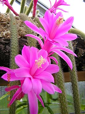 Disocactus flagelliformis1MABJ.jpg