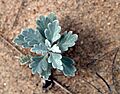 Duneside Artemesia (Wellfleet, MA)