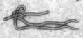 Ebola Virus TEM PHIL 1832 lores