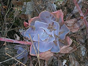 Archivo:Echeveria gibbiflora en habitat