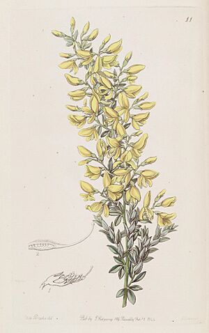 Archivo:Edwards's botanical register (Plate 11) (8610244732)