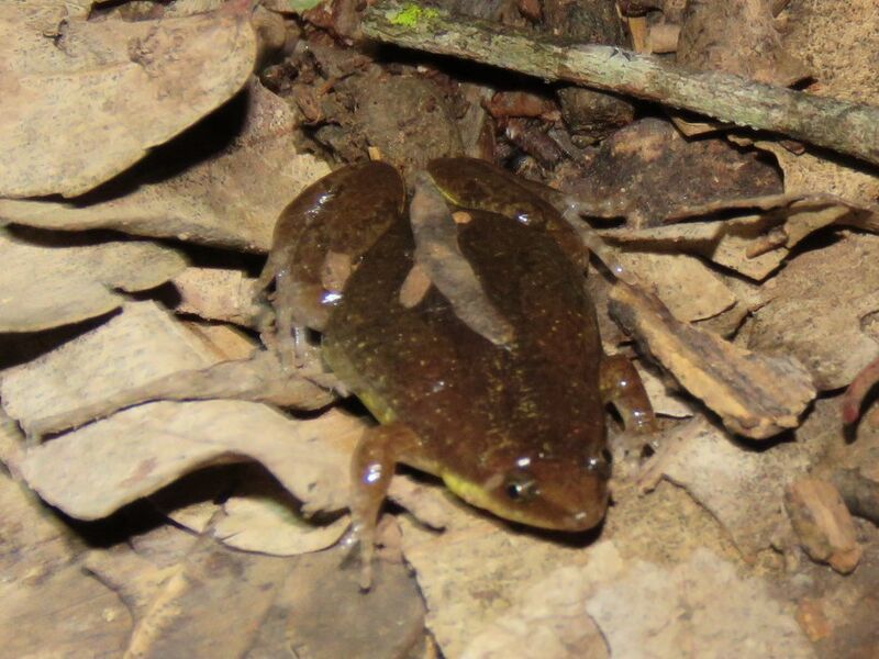 Elachistocleis haroi
