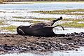 Elefante africano de sabana (Loxodonta africana), parque nacional de Chobe, Botsuana, 2018-07-28, DD 21