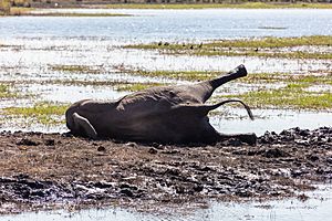Archivo:Elefante africano de sabana (Loxodonta africana), parque nacional de Chobe, Botsuana, 2018-07-28, DD 21