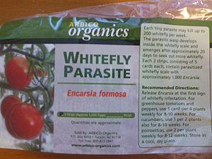 Archivo:Encarsia formosa, an endoparasitic wasp, is used for whitefly control