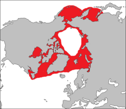 Distribución de la foca barbuda