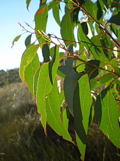 Archivo:Eucalyptus oilda leaves1