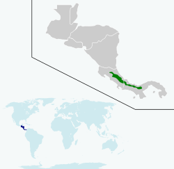 Distribución de Eupherusa nigriventris