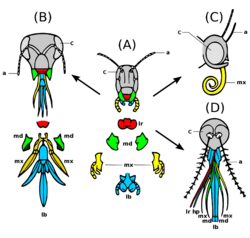 Archivo:Evolution insect mouthparts coloured derivate