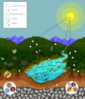Archivo:FoodWeb