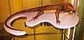 Gallotia goliath restoration