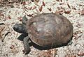 Gopherus polyphemus1