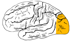 Archivo:Gray726 occipital lobe