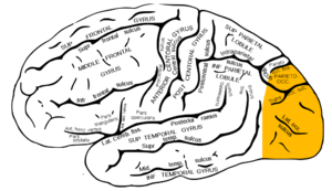 Archivo:Gray726 occipital lobe