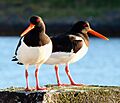 Haematopus ostralegus Norway