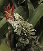 Iguana-001