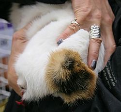 Archivo:Japanese Bobtail's bobbed tail - URK cat show Vantaa 2006-10-08