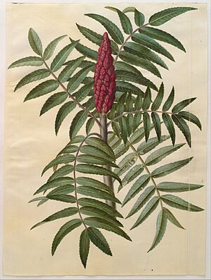Archivo:Johannes Simon Holtzbecher - Rhus typhina - Google Art Project
