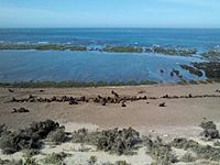 Archivo:Lobos marinos en Punta Norte por D2000