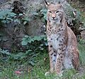 Lynx lynx, Eurasischer Luchs, Zoo Duisburg, 2014 (2)