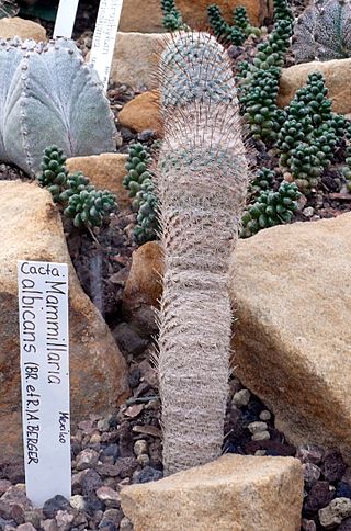 Mammillaria albicans 1.jpg
