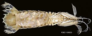 Archivo:Mantis Shrimp (11671600626)