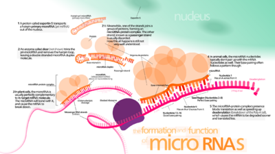 Archivo:MiRNA