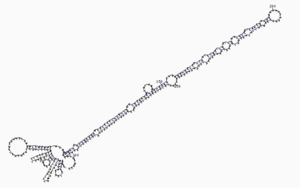 Archivo:Microrna secondary structure