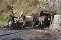 Mine charbon Matarrosa del Sil avril 1984-a
