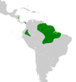 Myrmornis torquata map