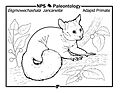 NPS - Geologic Resources Division - Adapid Primate - Ekgmowechashala zancanelli - lived during Oligocene Coloring picture