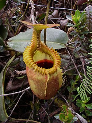 Archivo:Nepenthes villosa