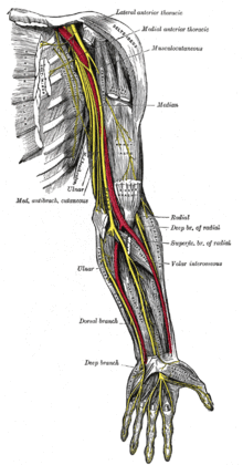 Archivo:Nerves of the left upper extremity
