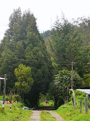 Archivo:Niño y niña caminando por sendero en el municipio de Saboyá, Colombia