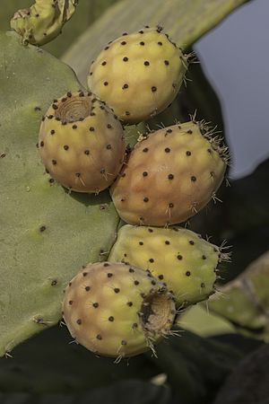 Archivo:Nopal (Opuntia ficus-indica), Marsaxlokk, isla de Malta, Malta, 2021-08-21, DD 51