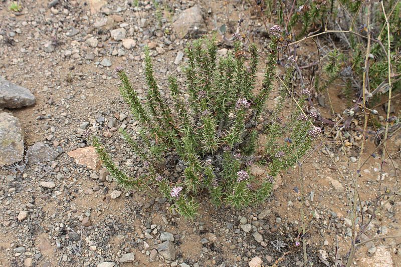 Oxyphyllum ulicinum - Flickr - Pato Novoa