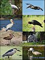 Pelecaniformes-01