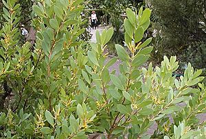 Archivo:Persoonia lanceolata