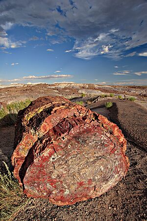 Archivo:Petrified forest log 1 md