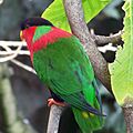 Phigys solitarius -back -San Diego Zoo-8a-2c