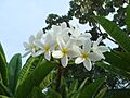 Plumeria acutifolia