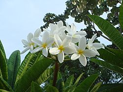 Archivo:Plumeria acutifolia