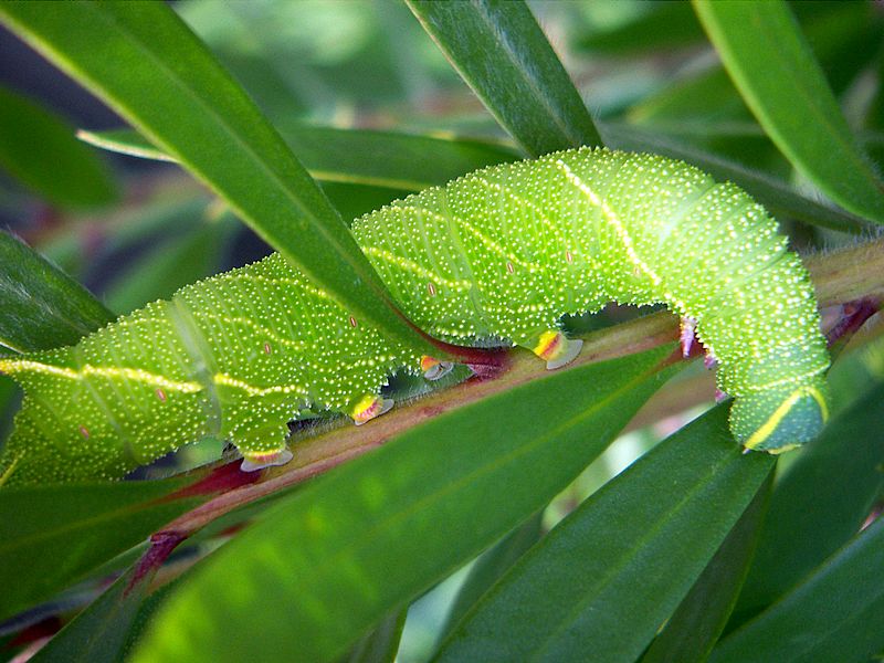 Poplar hawk-moth