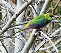 Purpureicephalus spurius -Perth, Western Australia, Australia-8