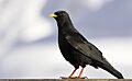 Pyrrhocorax graculus 1 (Martin Mecnarowski)