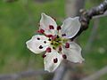 Pyrus nivalis flower