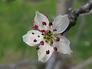 Archivo:Pyrus nivalis flower