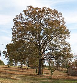 Quercus falcata in Marengo Alabama USA.JPG