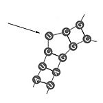 RNA Secondary Structure-Buldge.jpg